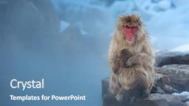  Presentation with hot spring - Presentation featuring ancestor - japanese snow monkey macaque background and a teal colored foreground