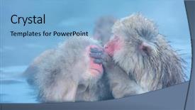  Presentation with hot spring - Presentation design enhanced with ancestor - japanese snow monkey macaque background and a light blue colored foreground