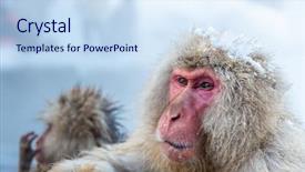  Presentation with hot spring - Audience pleasing slide set consisting of ancestor - japanese snow monkey macaque backdrop and a sky blue colored foreground