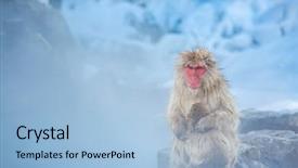  Presentation with onsen - Theme featuring ancestor - japanese snow monkey macaque background and a light blue colored foreground