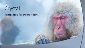  Presentation with hot spring - Cool new slides with ancestor - japanese snow monkey macaque backdrop and a light blue colored foreground