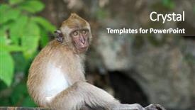  Presentation with monkey - Cool new PPT theme with ancestor - monkey sitting on the tree backdrop and a tawny brown colored foreground