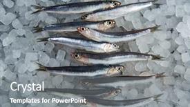  Presentation with fishes - Presentation theme featuring anchovies fresh fishes on ice in a row background and a gray colored foreground