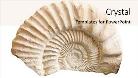  Presentation with ammonites - Beautiful presentation theme featuring ancient animal - ammonites fossil of jurassic period backdrop and a lemonade colored foreground