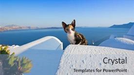  Presentation with ancient greece - Slides having ancient animal - close-up of cat on santorini background and a light blue colored foreground