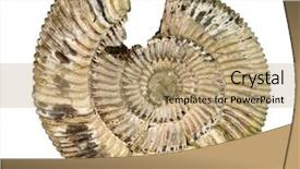  Presentation with sea shell - Beautiful presentation theme featuring ancient animal - fossil sea shell isolated backdrop and a  colored foreground