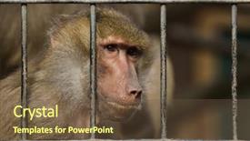  Presentation with life inside a cell and its organelles - Beautiful presentation theme featuring ancient animal - hamadryas baboon papio hamadryas inside backdrop and a tawny brown colored foreground