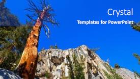  Presentation with pine - Cool new theme with ancient-bristlecone-pine-tree-showing backdrop and a cobalt blue colored foreground