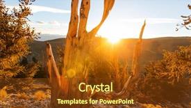  Presentation with ancient chinese tree - PPT theme enhanced with ancient bristlecone pine tree showing background and a tawny brown colored foreground