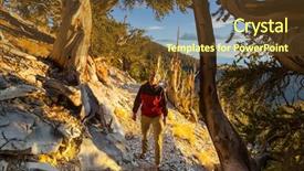  Presentation with ancient chinese tree - Amazing PPT theme having ancient bristlecone pine tree showing backdrop and a tawny brown colored foreground
