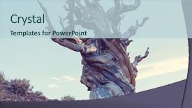  Presentation with ancient chinese tree - Theme with ancient bristlecone pine tree showing background and a lemonade colored foreground