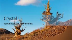  Presentation with pine - Amazing PPT theme having ancient bristlecone pine tree showing backdrop and a light blue colored foreground