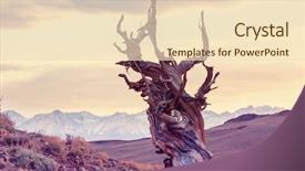  Presentation with ancient chinese tree - Cool new slide deck with ancient bristlecone pine tree showing backdrop and a lemonade colored foreground