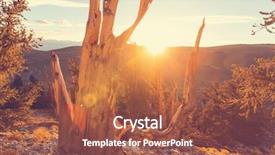  Presentation with ancient chinese tree - Slide set with ancient bristlecone pine tree showing background and a red colored foreground