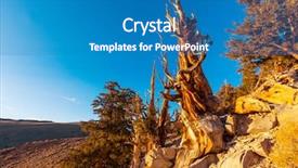  Presentation with ancient chinese tree - PPT theme enhanced with ancient bristlecone pine tree showing background and a teal colored foreground