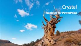  Presentation with pine - Theme having ancient bristlecone pine tree showing background and a teal colored foreground
