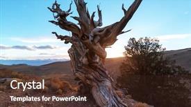  Presentation with pine - Cool new theme with ancient bristlecone pine tree showing backdrop and a tawny brown colored foreground