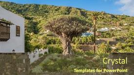  Presentation with ancient - PPT theme having ancient-dragon-tree-in-icod and a tawny brown colored foreground