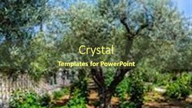  Presentation with olive trees - Beautiful theme featuring ancient-garden-of-gethsemane backdrop and a tawny brown colored foreground