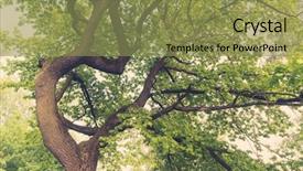  Presentation with oak - PPT theme featuring ancient oaks leafy treetop background and a gold colored foreground