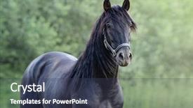  Presentation with spanish - PPT layouts with andalusia - portrait closeup of black spanish background and a tawny brown colored foreground