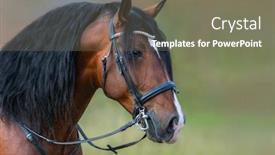  Presentation with horse - Theme with andalusian-bay-horse-with-long background and a gray colored foreground