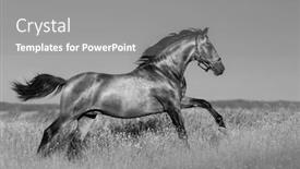  Presentation with white horse - Presentation featuring andalusian-horse-in-blooming-field background and a gray colored foreground