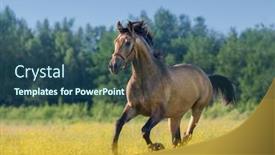  Presentation with horse - Presentation having andalusian-horse-in-summer-blooming background and a ocean colored foreground