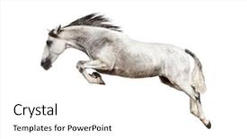  Presentation with warrior horse - Presentation theme with andalusian horse jumping background and a white colored foreground