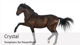  Presentation with walk by faith - Presentation theme enhanced with andalusian horse performing spanish walk background and a light gray colored foreground
