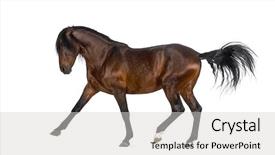  Presentation with horse sillouette - Beautiful theme featuring andalusian horse performing spanish walk backdrop and a  colored foreground