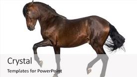  Presentation with walk - Theme featuring andalusian horse performing spanish walk background and a white colored foreground