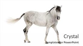  Presentation with horse - Colorful slides enhanced with andalusian horse backdrop and a white colored foreground