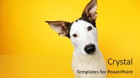  Presentation with funny - PPT theme featuring andalusian ratonero dog on yellow background and a yellow colored foreground