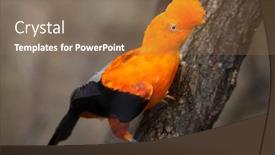  Presentation with rock - Slide deck having andean-cock-of-the-rock background and a coral colored foreground