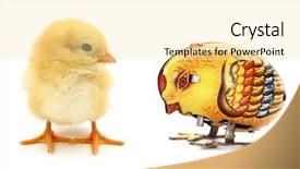  Presentation with chicks - Slide set featuring android background - two chicks one mechanical background and a blonde colored foreground