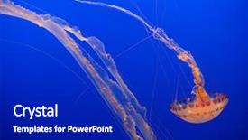  Presentation with nettle - Presentation theme enhanced with anellida - sea nettle jellyfish background and a royal blue colored foreground