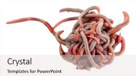  Presentation with history earth globe isolated white - Presentation theme with anellida - worms isolated on white background and a light gray colored foreground