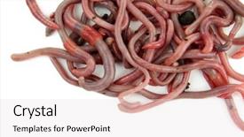  Presentation with parasite nematodes parasitic worms - Audience pleasing PPT layouts consisting of hell - yellow and ripe pumpkin lie backdrop and a coral colored foreground