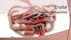  Presentation with history earth globe isolated white - Beautiful PPT layouts featuring anellida - worms isolated on white backdrop and a lemonade colored foreground