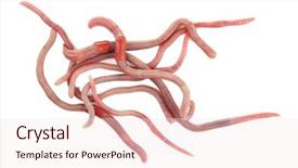  Presentation with history earth globe isolated white - Beautiful PPT layouts featuring anellida - worms isolated on white backdrop and a sky blue colored foreground