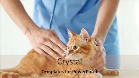  Presentation with vet imaging - Theme having anemal labortary - veterinarian doctor checking cat background and a coral colored foreground
