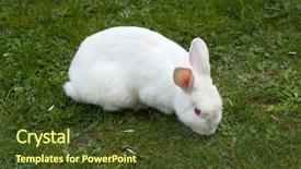  Presentation with domestic animal - PPT layouts enhanced with anemal labortary - white rabbit albino laboratory animal background and a tawny brown colored foreground