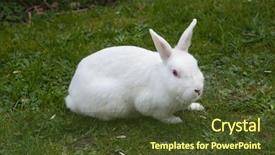  Presentation with domestic animal - PPT layouts enhanced with anemal labortary - white rabbit albino laboratory animal background and a tawny brown colored foreground