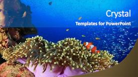  Presentation with clownfish nemo fish - Presentation design consisting of anemone and clownfish nemo background and a gray colored foreground