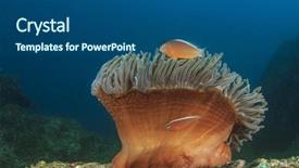  Presentation with clownfish nemo fish - Beautiful PPT layouts featuring anemone clownfish nemo fish anemonefish backdrop and a ocean colored foreground