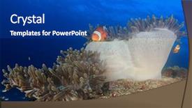  Presentation with clownfish nemo fish - Audience pleasing slide deck consisting of anemone clownfish nemo fish backdrop and a ocean colored foreground