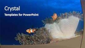  Presentation with clownfish nemo fish - Beautiful slide deck featuring anemone clownfish nemo fish backdrop and a dark gray colored foreground