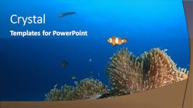  Presentation with sea coral - Amazing presentation theme having anemone coral reef and blue sea with clownfish backdrop and a gray colored foreground