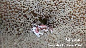  Presentation with marine life - PPT theme featuring anemone-crab-hiding-underwater-marine background and a gray colored foreground